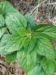 Urtica thunbergiana