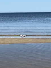 Chroicocephalus ridibundus