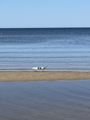 Chroicocephalus ridibundus