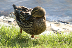 Anas platyrhynchos