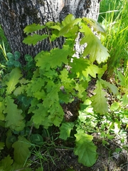 Quercus robur
