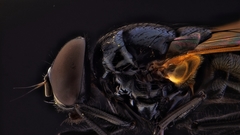 Hydrotaea chalcogaster