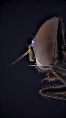 Hydrotaea chalcogaster