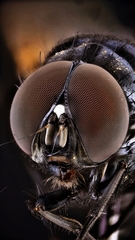 Hydrotaea chalcogaster