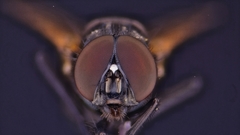 Hydrotaea chalcogaster