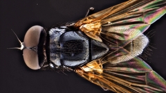 Hydrotaea chalcogaster