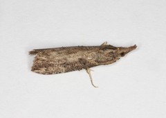 Hypena humuli
