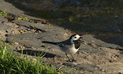 Motacilla alba