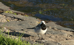 Motacilla alba