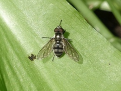 Portevinia maculata
