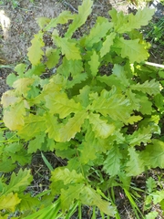 Quercus robur