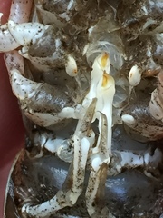 Procambarus lophotus