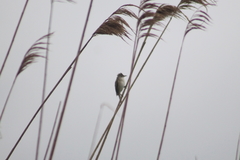 Acrocephalus arundinaceus