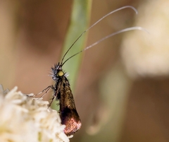Nemophora fasciella