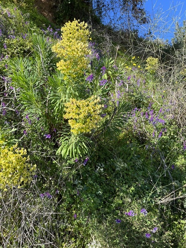 Euphorbia characias iNat (3)
