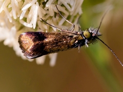 Nemophora fasciella