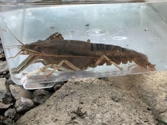 Procambarus lophotus