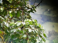 Lampornis