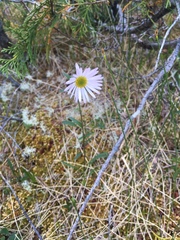 Erigeron peregrinus