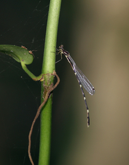 Protosticta taipokauensis