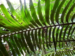 Lepidozamia hopei
