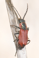 Clanoptilus rufus