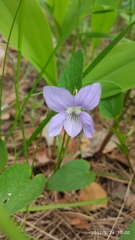 Viola nemoralis