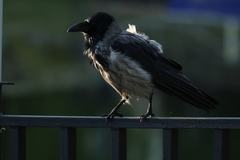 Corvus cornix