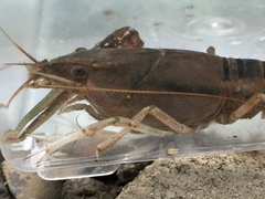 Procambarus lophotus