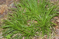 Carex picta