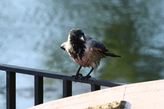 Corvus cornix