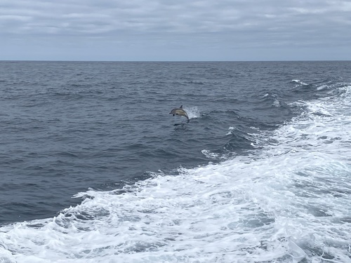 Short-beaked common dolphin