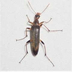 Cephaloon lepturides