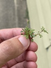 Leucospora multifida