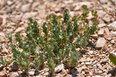 Ononis reclinata