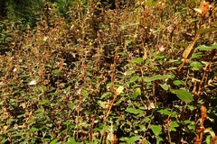 Lasiopetalum macrophyllum