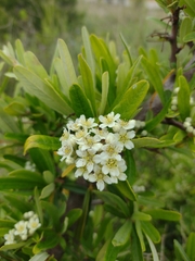 Pyracantha angustifolia