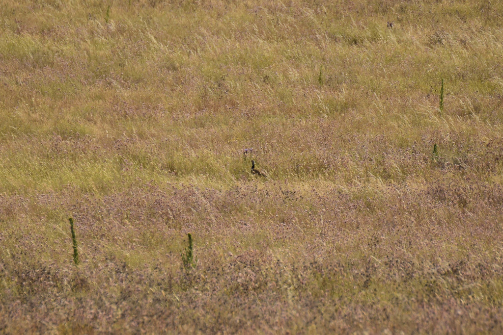 Little Bustard