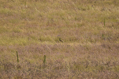 Little Bustard
