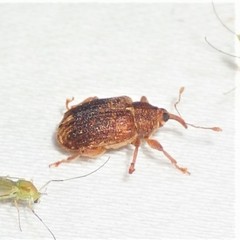 Lignyodes
