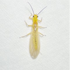 Sweltsa