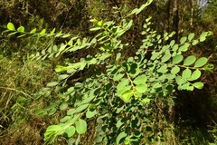 Phyllanthus gunnii