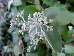 Buddleja dysophylla