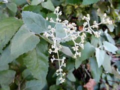 Buddleja dysophylla