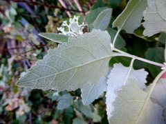 Buddleja dysophylla