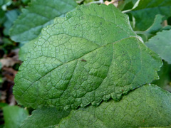 Buddleja dysophylla