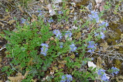 Veronica orsiniana
