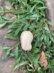 Syzygium samarangense