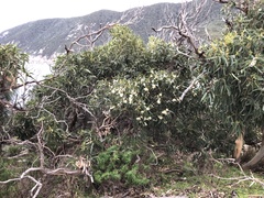 Eucalyptus globulus globulus