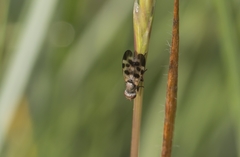 Melieria
